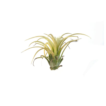 Tillandsia Ionantha Druid