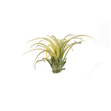 Load image into Gallery viewer, Tillandsia Ionantha Druid
