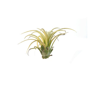 Tillandsia Ionantha Druid