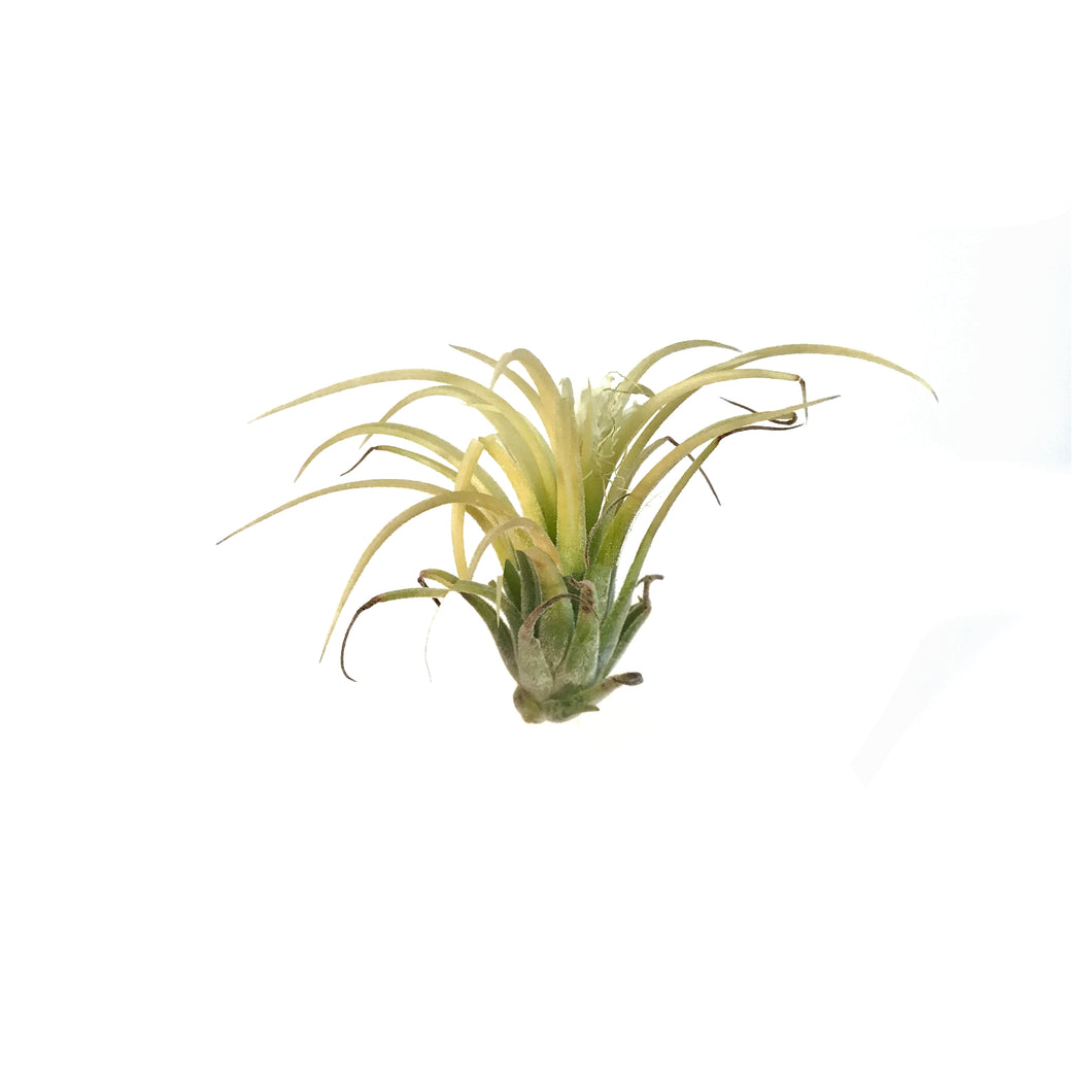 Tillandsia Ionantha Druid