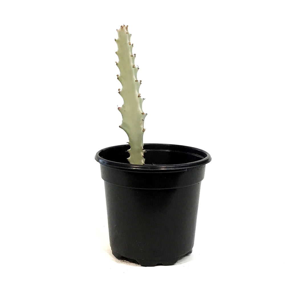 Euphorbia, 4in, White Ghost