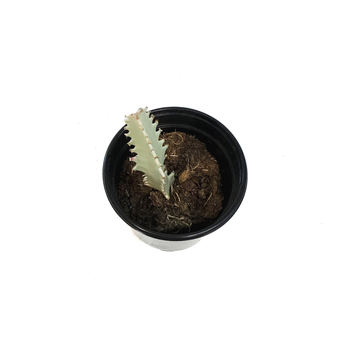 Euphorbia, 4in, White Ghost