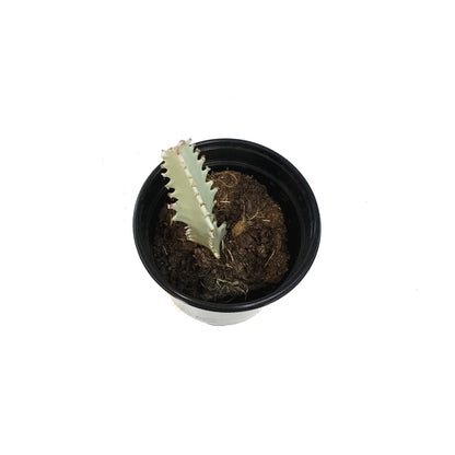 Euphorbia, 4in, White Ghost
