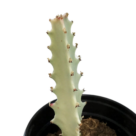 Euphorbia, 4in, White Ghost