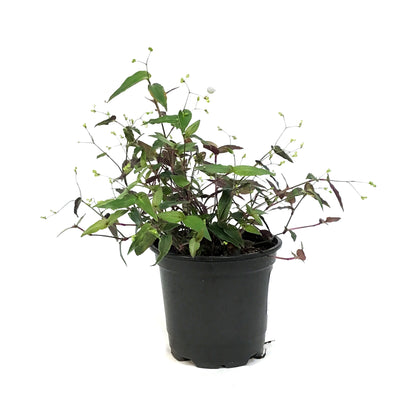 Tradescantia, 4in, Bridal Veil