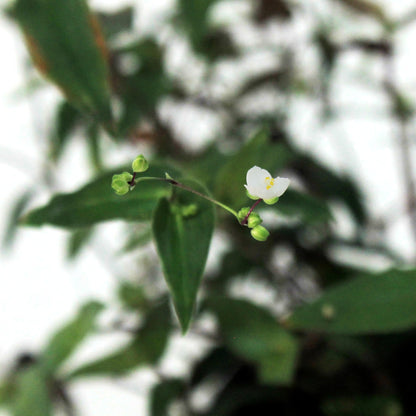 Tradescantia, 4in, Bridal Veil