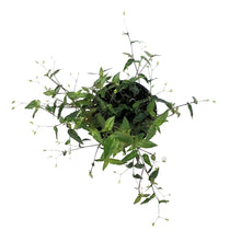 Load image into Gallery viewer, Tradescantia, 4in, Bridal Veil
