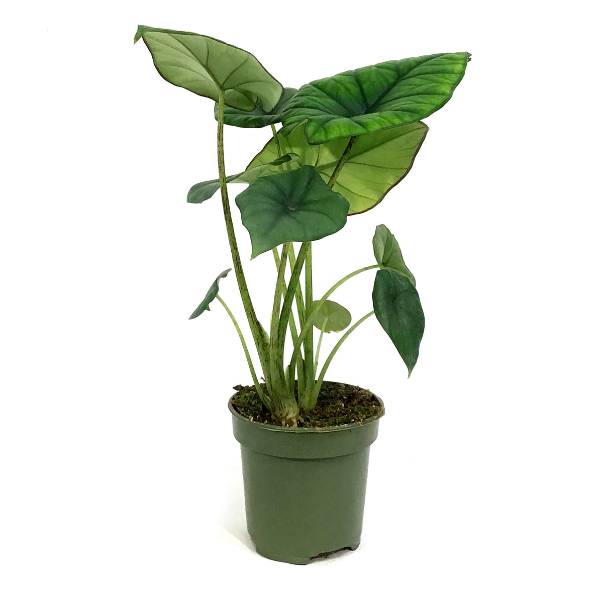 Alocasia, 4in, Bisma Silver