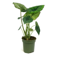 Alocasia, 4in, Bisma Silver