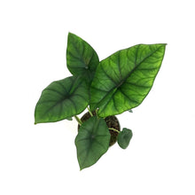 Load image into Gallery viewer, Alocasia, 4in, Bisma Silver
