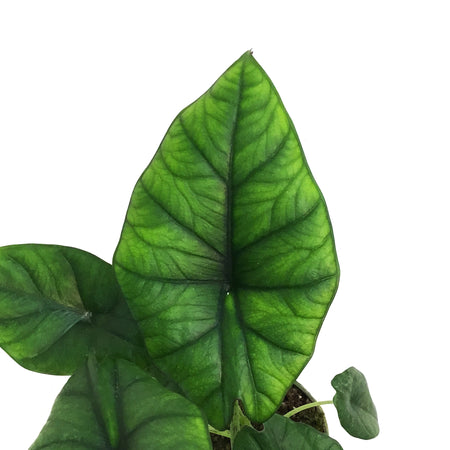 Alocasia, 4in, Bisma Silver