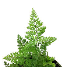 Load image into Gallery viewer, Fern, 4in,White Rabbit's Foot
