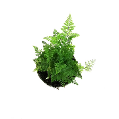 Fern, 4in,White Rabbit's Foot