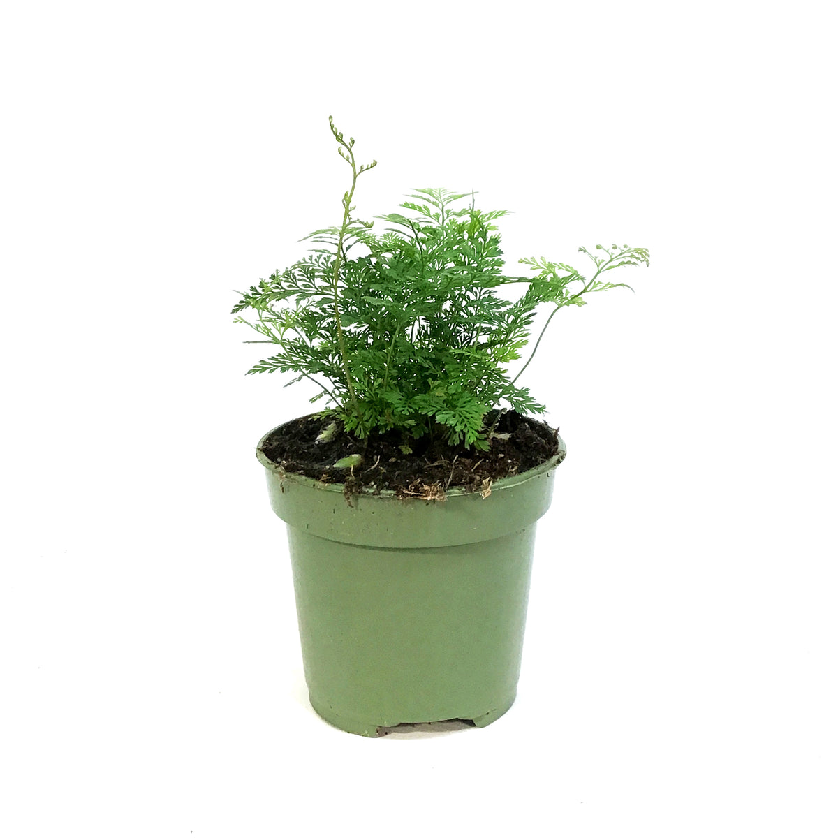 Fern, 4in,White Rabbit's Foot