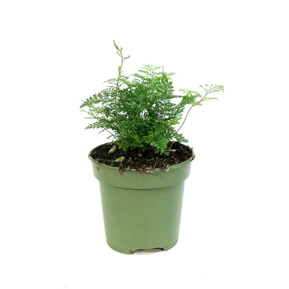 Fern, 4in,White Rabbit's Foot