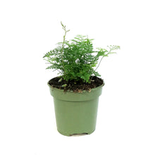 Load image into Gallery viewer, Fern, 4in,White Rabbit's Foot
