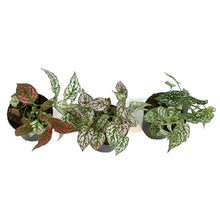 Load image into Gallery viewer, Hypoestes, 4in, Polka Dot Plant
