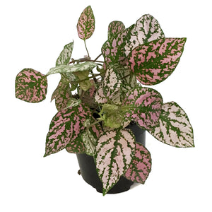 Hypoestes, 4in, Polka Dot Plant