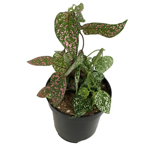 Hypoestes, 4in, Polka Dot Plant