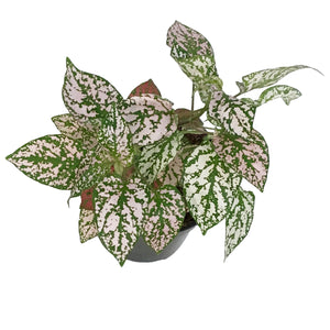 Hypoestes, 4in, Polka Dot Plant