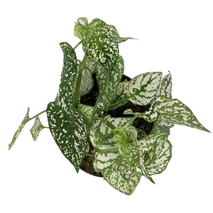 Hypoestes, 4in, Polka Dot Plant