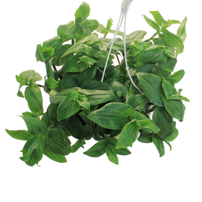 Tradescantia, 7.5in Hanging Basket, Blushing Bride