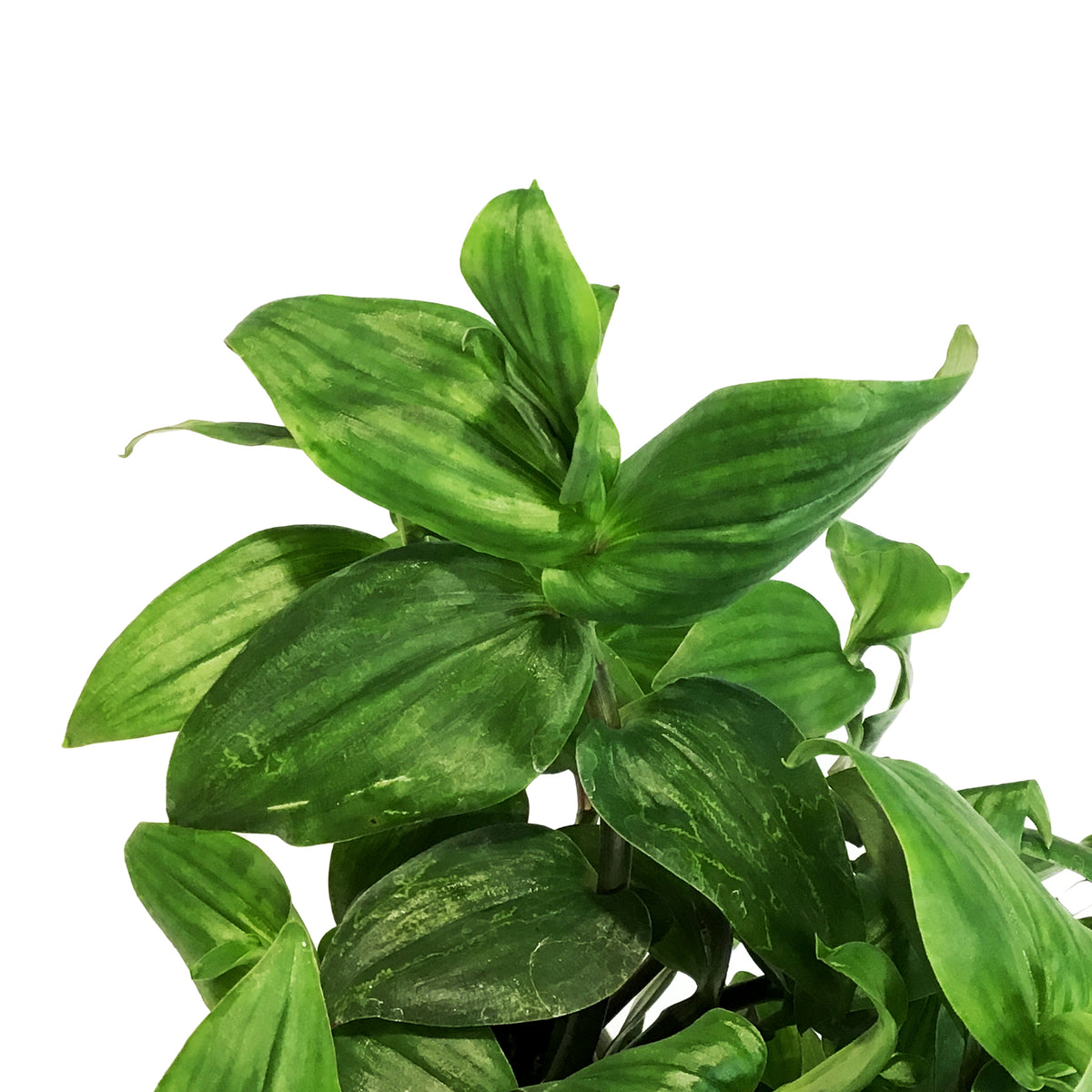 Tradescantia, 7.5in Hanging Basket, Blushing Bride