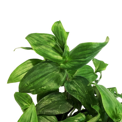 Tradescantia, 7.5in Hanging Basket, Blushing Bride