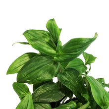 Load image into Gallery viewer, Tradescantia, 7.5in Hanging Basket, Blushing Bride

