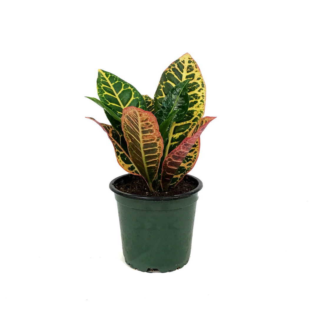 Croton, 4in, Fancy