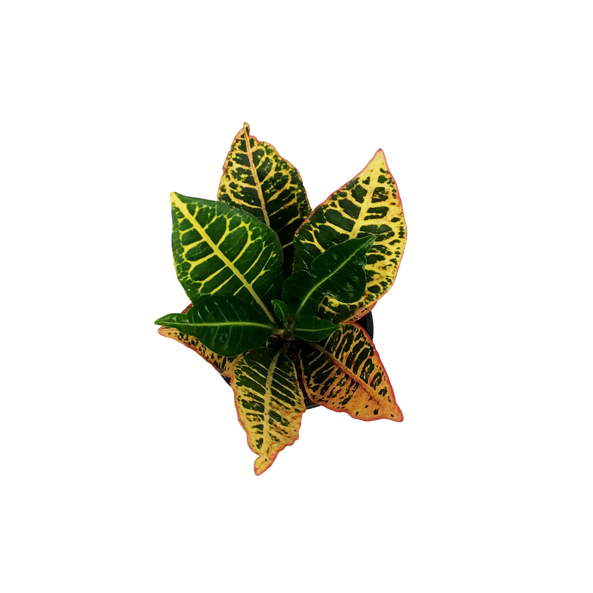 Croton, 4in, Fancy