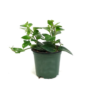 Lipstick Plant, 4in, Mona Lisa