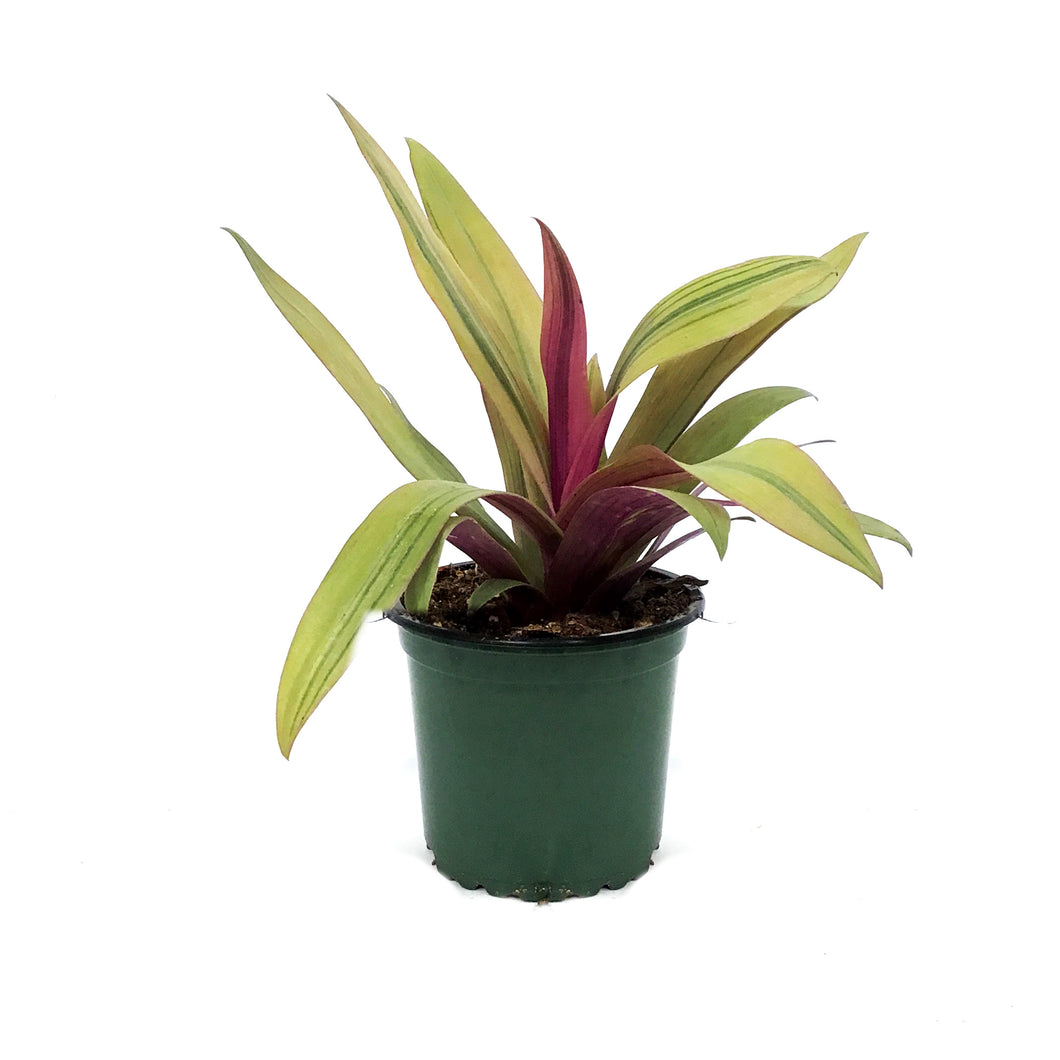 Tradescantia, 4in, Sunny Star