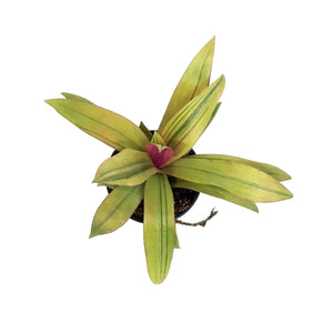 Tradescantia, 4in, Sunny Star