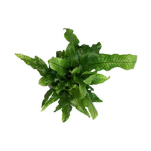 Load image into Gallery viewer, Fern,6in, Crocodile
