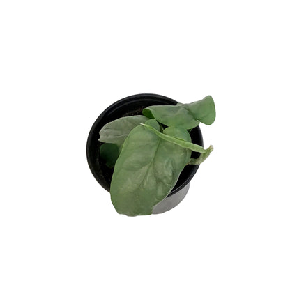 Amydrium, 4in, Medium Silver