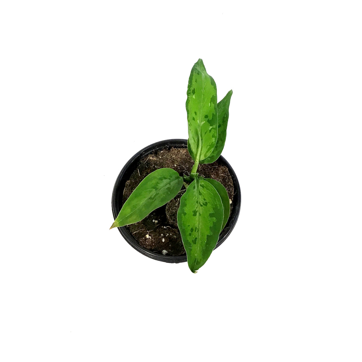 Aglaonema, 4in, Pictum Tricolor Peacock