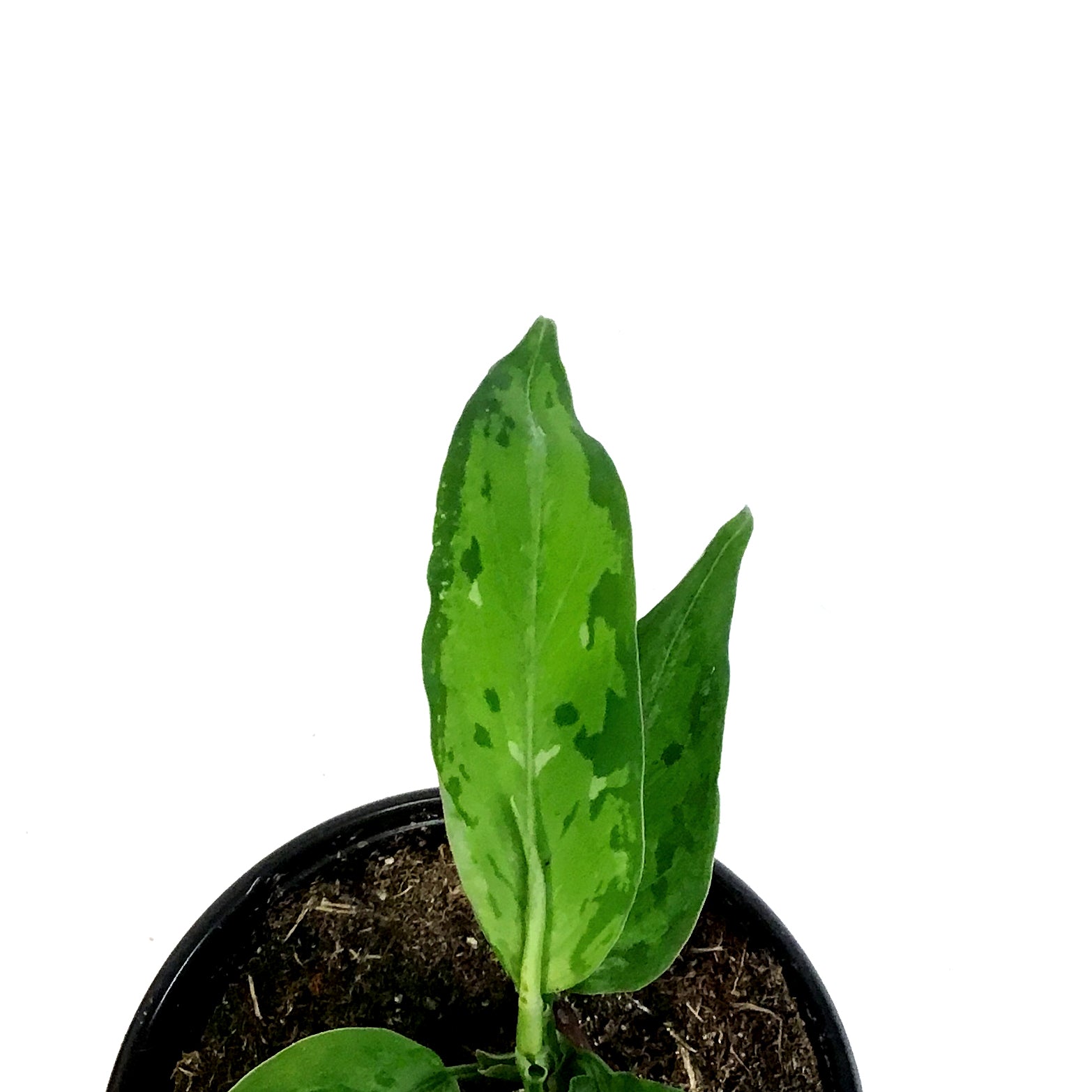 Aglaonema, 4in, Pictum Tricolor Peacock