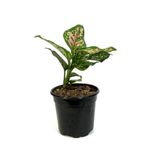 Load image into Gallery viewer, Aglaonema, 4in, Pink Valentine
