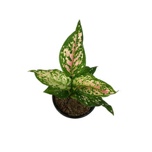 Load image into Gallery viewer, Aglaonema, 4in, Pink Valentine
