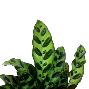 Calathea, 4in, Rattlesnake