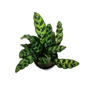 Calathea, 4in, Rattlesnake