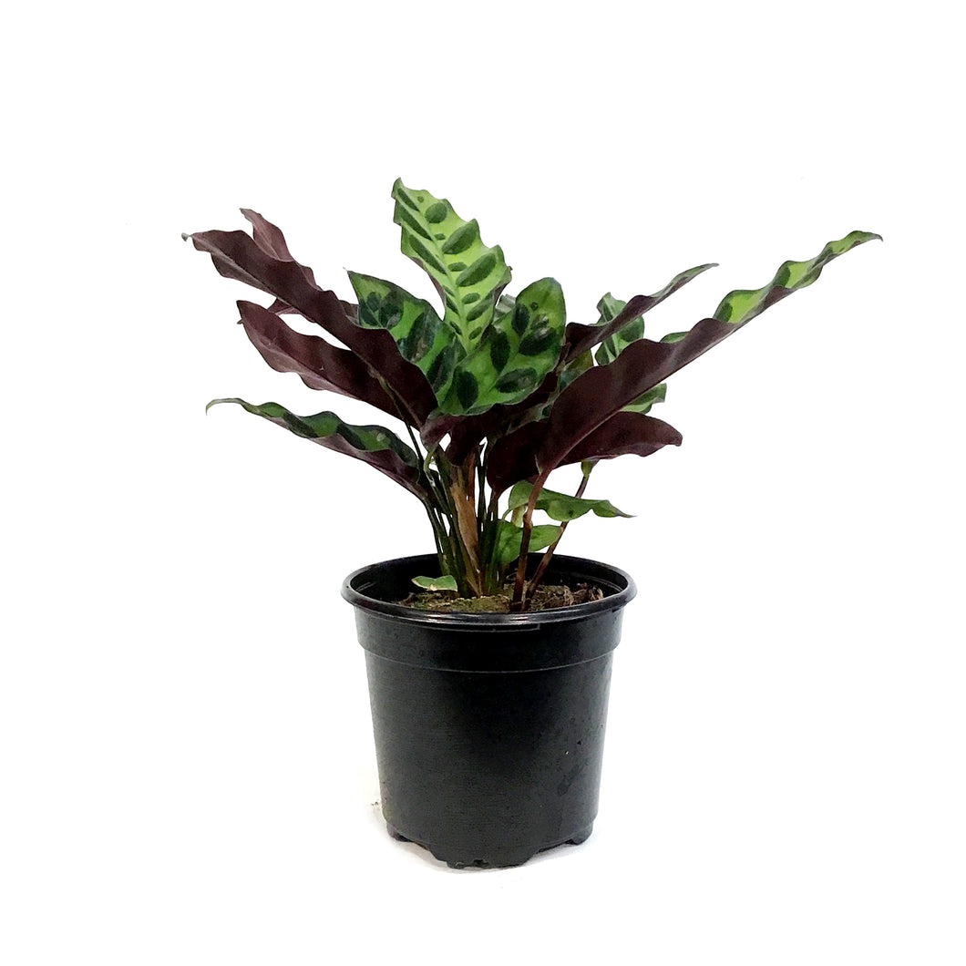 Calathea, 4in, Rattlesnake