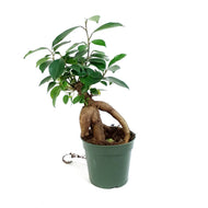 Bonsai, 4in, Ficus Ginseng
