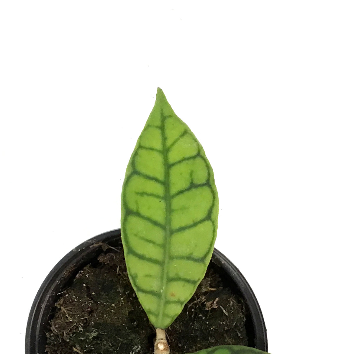 Hoya, 4in , Callistophylla