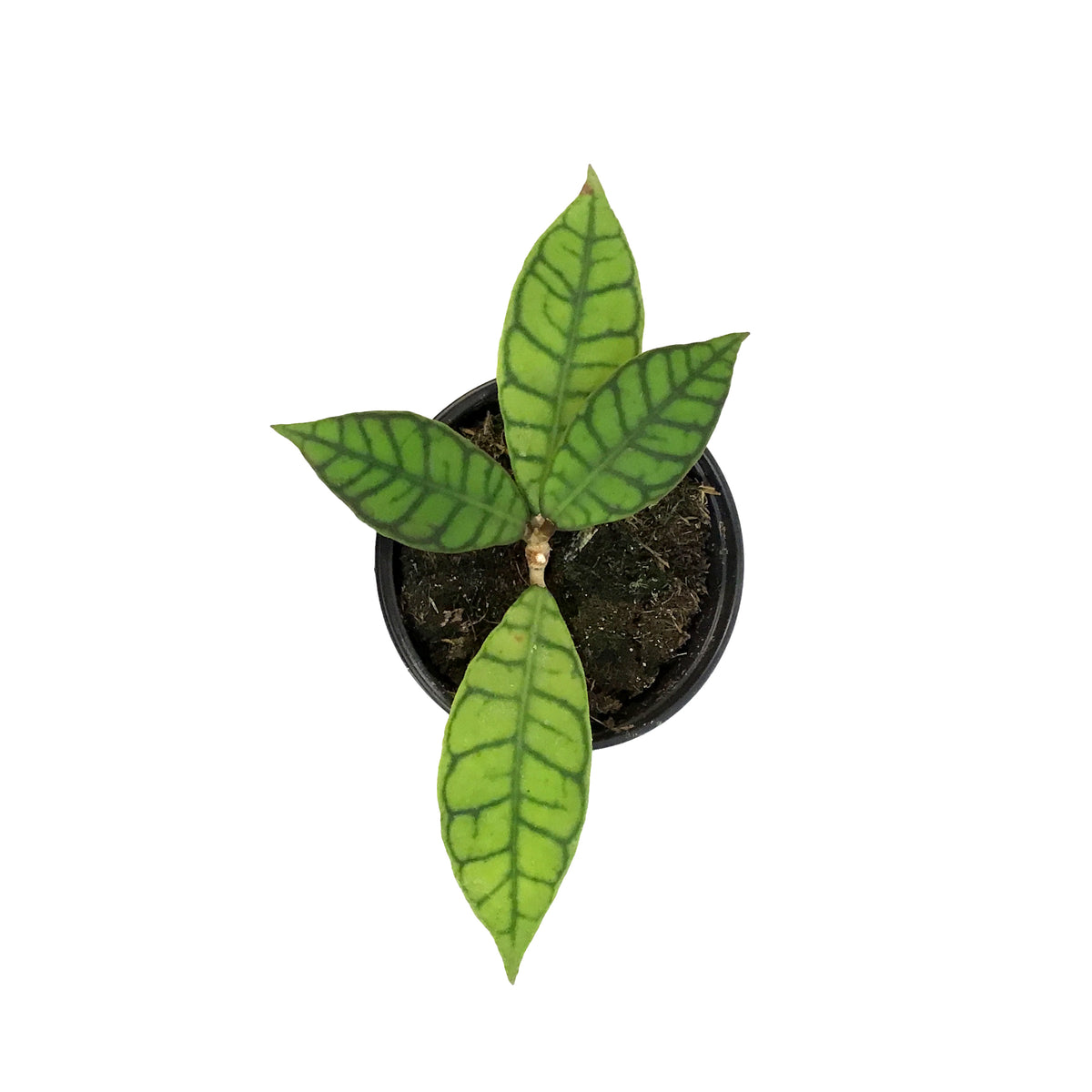 Hoya, 4in , Callistophylla