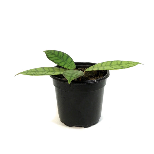 Hoya, 4in , Callistophylla