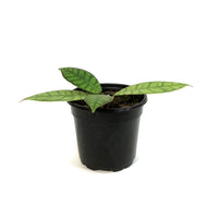 Hoya, 4in , Callistophylla