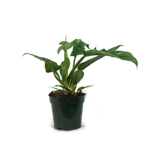 Philodendron, 4in, Ring of Fire Varigated