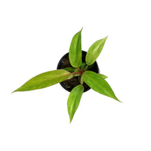 Load image into Gallery viewer, Philodendron, 4in, Orange Marmalade
